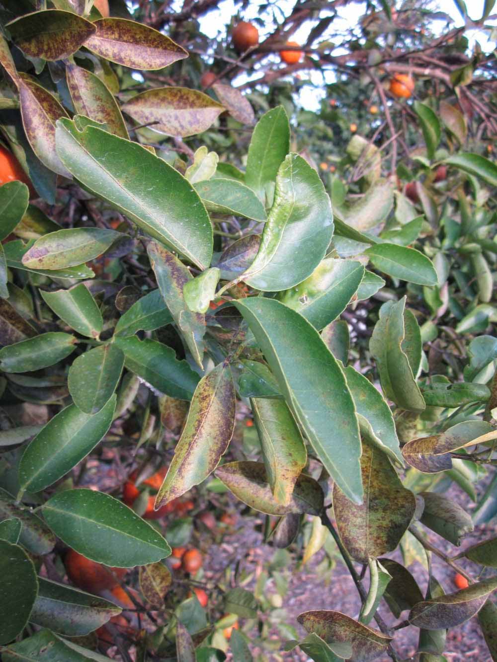            Sun leaves (Winter Haven, FL)   